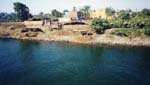Water Buffalo on the Nile